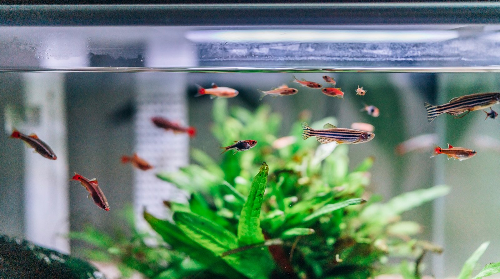 Aquecedor para aquário com termostato de vidro submerso no tanque com peixes tropicais.