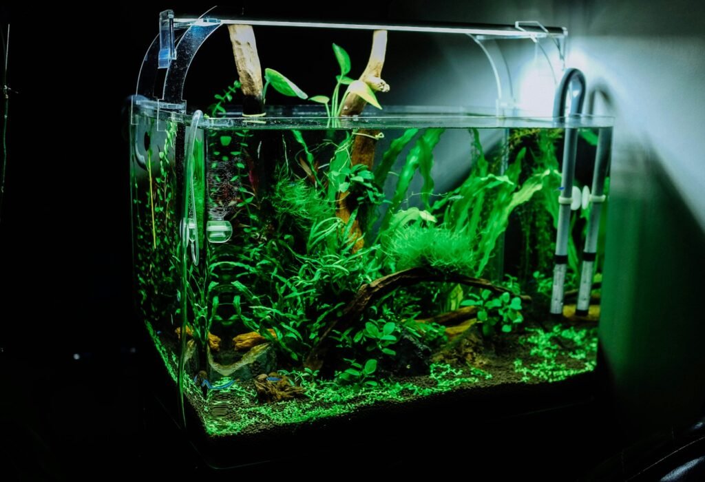Filtro para aquário moderno instalado em um aquário plantado com água cristalina.