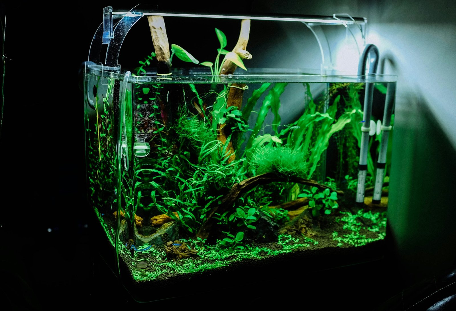 Filtro para aquário moderno instalado em um aquário plantado com água cristalina.