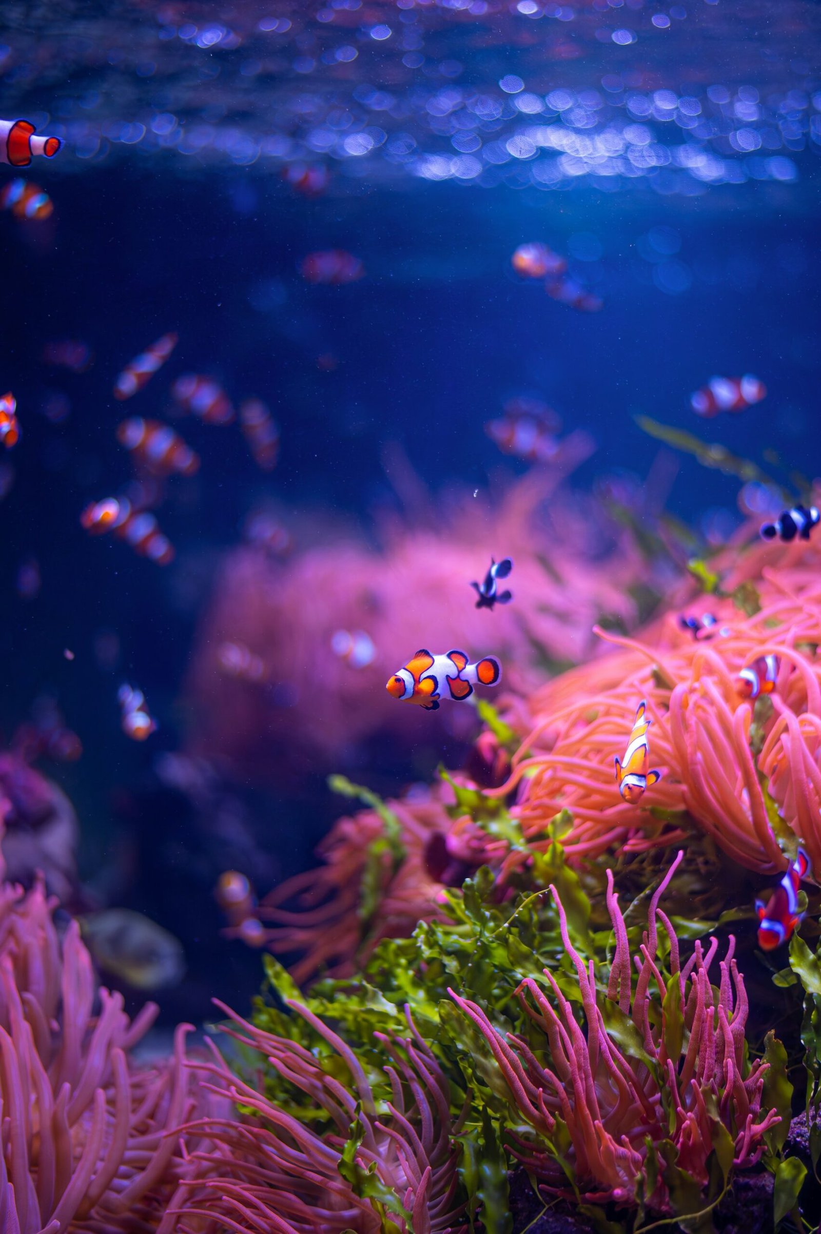 Montagem de um aquário para iniciantes com peixes ornamentais e plantas naturais.