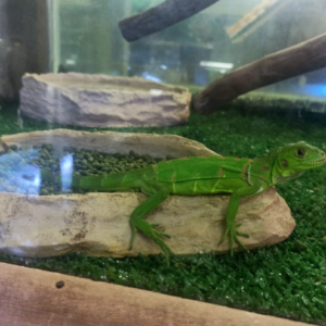 Iguana Verde (Iguana iguana) - Juvenile Select