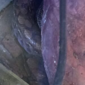 Cobra Jiboia