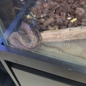 Cobra Jiboia